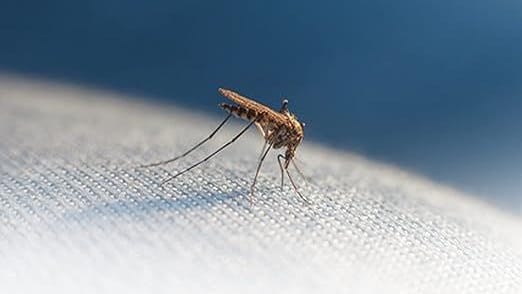 Ein elektrischer Insektenschutz kann Mücken vertreiben.