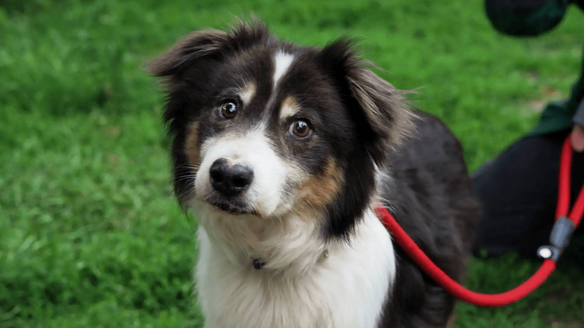 Abgemagert und in Behandlung: Rocco kam aus einem Animal-Hoarding-Fall zum Tierschutz.