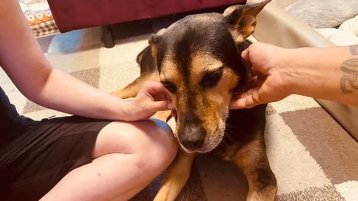 Am Dienstag muss sich Tierheimhund Hercules einer komplizierten Operation unterziehen. Um dafür besonders ausgeruht zu sein, darf er bis dahin bei seinen Pflegern zuhause leben. Am Dienstag muss sich Tierheimhund Hercules einer komplizierten Operation unterziehen. Um dafür besonders ausgeruht zu sein, darf er bis dahin bei seinen Pflegern zuhause leben.