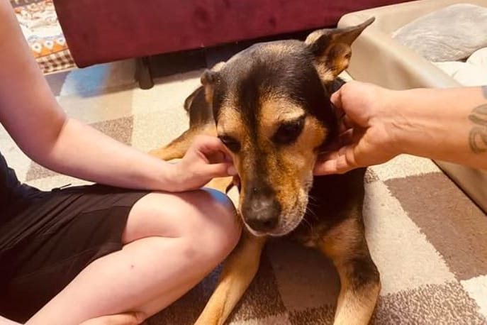 Am Dienstag muss sich Tierheimhund Hercules einer komplizierten Operation unterziehen. Um dafür besonders ausgeruht zu sein, darf er bis dahin bei seinen Pflegern zuhause leben.