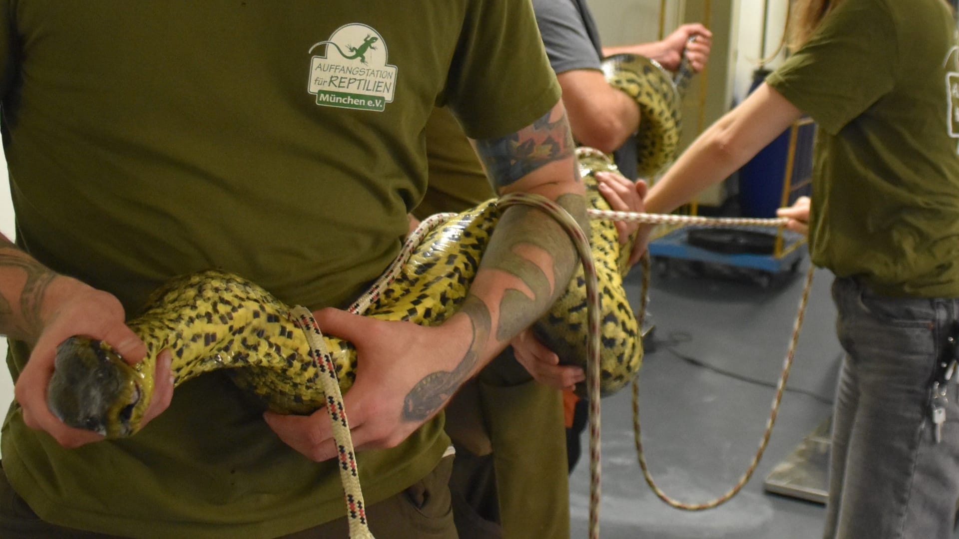 Alle Hände voll zu tun: Die grüne Anakonda wird in der Reptilienauffangstation in München vermessen.
