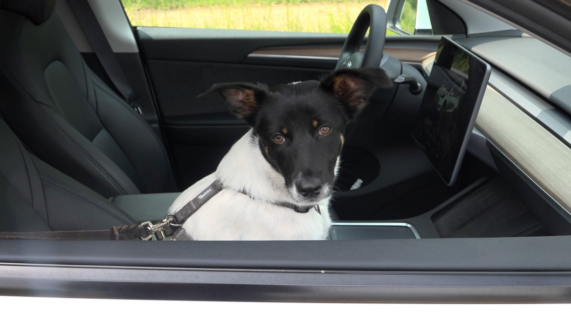 Ein Hund sitzt im Auto (Symbolbild): Für viele Tiere wird das Warten im Wagen zur tödlichen Falle. Ein Hund sitzt im Auto (Symbolbild): Für viele Tiere wird das Warten im Wagen zur tödlichen Falle.