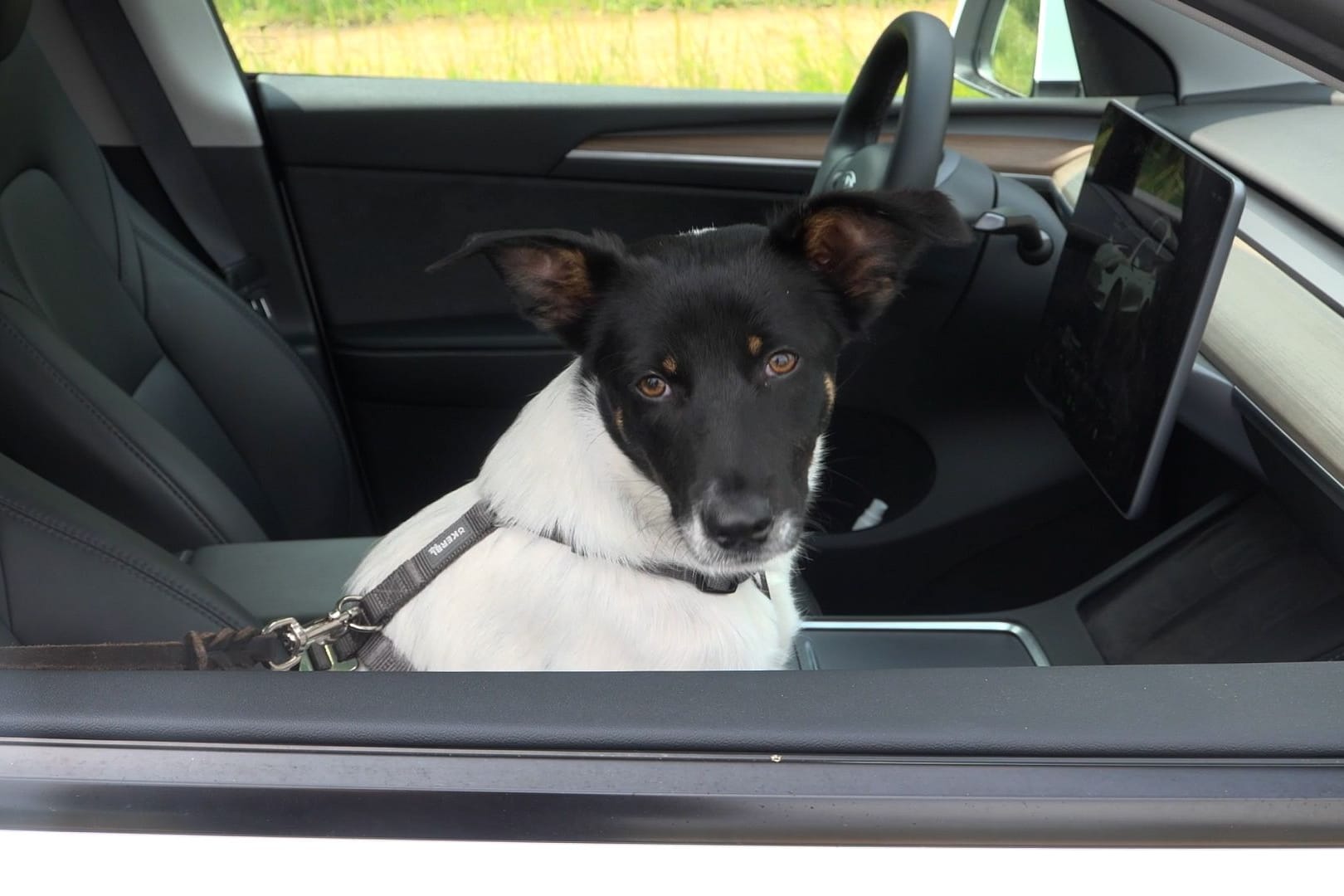 Ein Hund sitzt im Auto (Symbolbild): Für viele Tiere wird das Warten im Wagen zur tödlichen Falle.