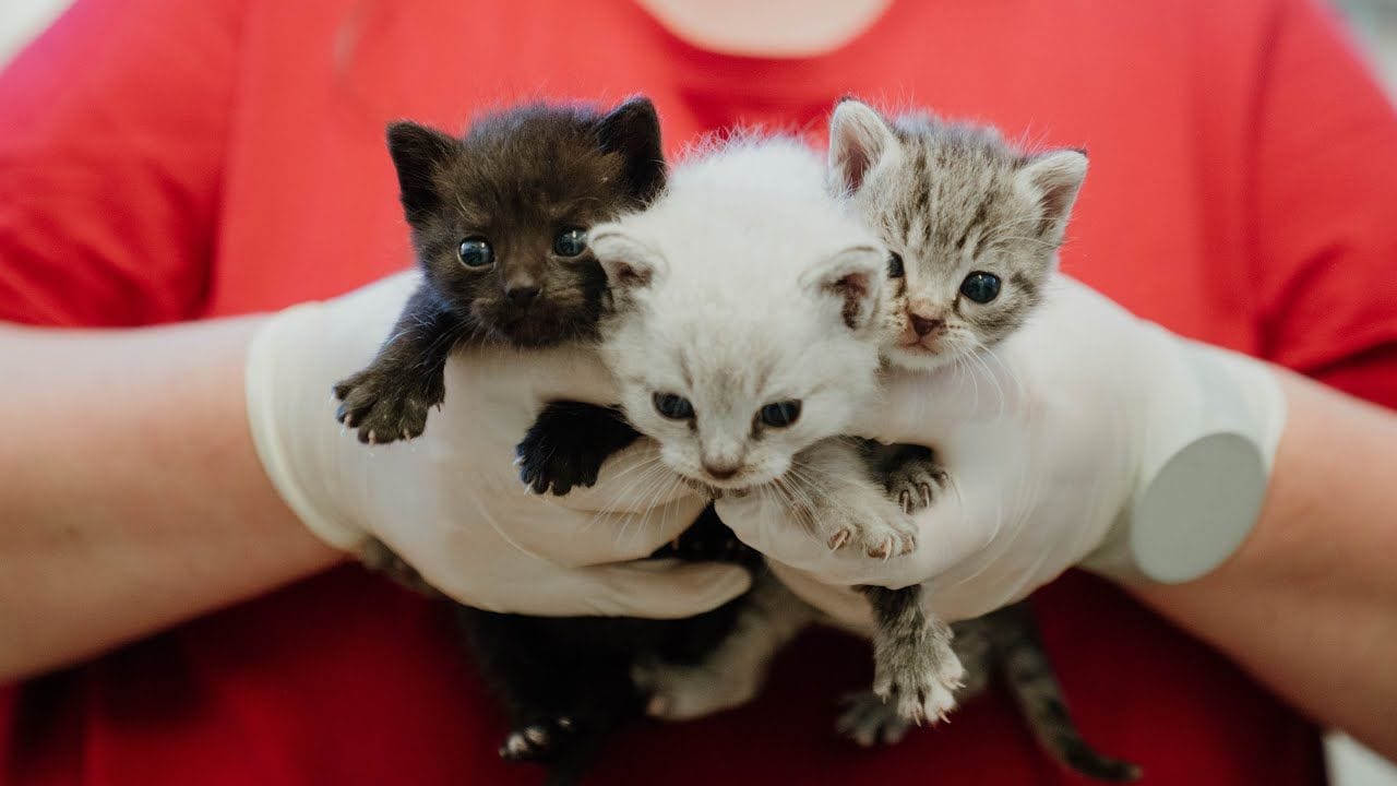 Die drei jungen Katzen in Händen von Tierpflegerin Maxine. Sie werden aktuell per Flasche aufgezogen.
