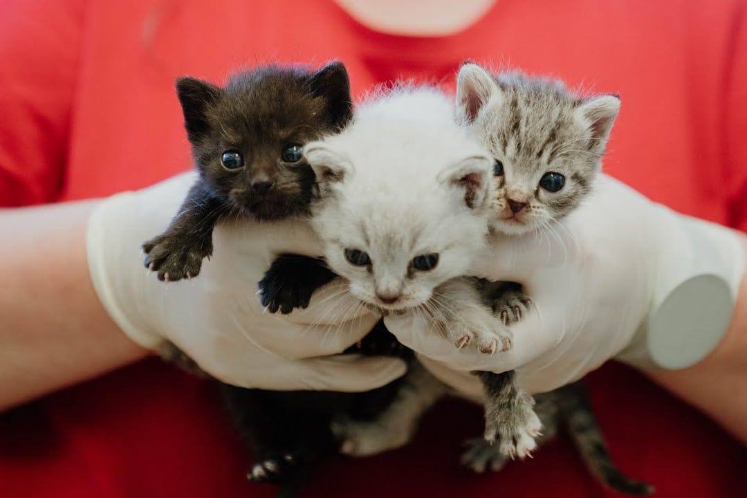 Die drei jungen Katzen in Händen von Tierpflegerin Maxine. Sie werden aktuell per Flasche aufgezogen.