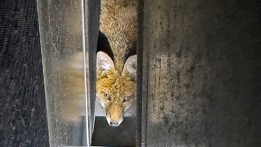 Die Fuchsmutter versteckt sich in einem kleinen Spalt: Mit einem Besenstiel konnten die Retter das Tier aus seinem Versteck drängen.