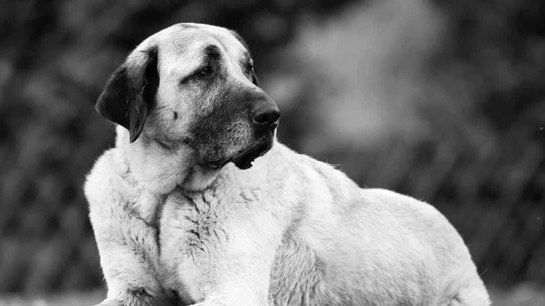Alfi auf einem Foto des Tierheims: Tausende trauerten um den Hund.