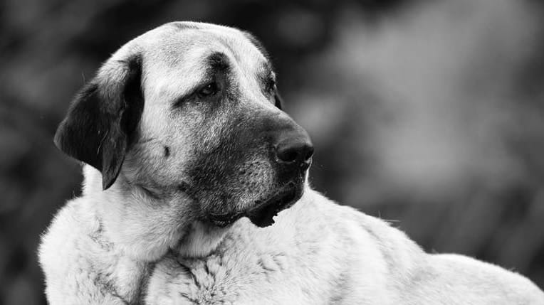Alfi auf einem Foto des Tierheims: Tausende trauerten um den Hund.