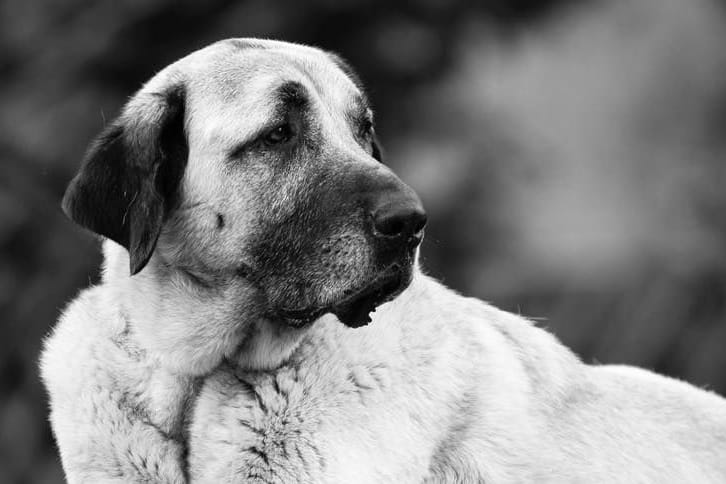 Alfi auf einem Foto des Tierheims: Tausende trauerten um den Hund.