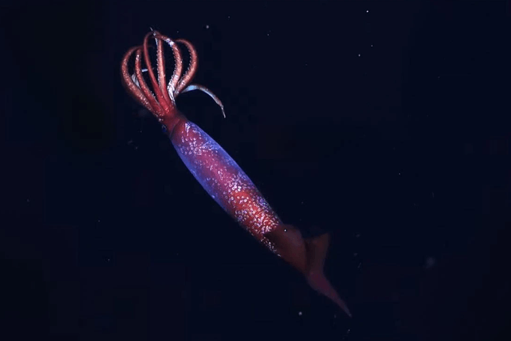 AT SEA, PACIFIC OCEAN - JUNE 24: (CHINA OUT) Submersible Jiaolong works in the & 8206;6,963m deep sea during the fourth dive during a series of six scheduled ones to attempt the country s deepest-ever 7,000-meter manned dive on June 24, 2012 in the western Pacific Ocean. The submersible Jiaolong , carrying three people, reportedly reached a depth of 7,020 meters in the Mariana Trench, the deepest part of the world s oceans which is located in the western Pacific Ocean, on June 24, local time. PUBLICATIONxNO