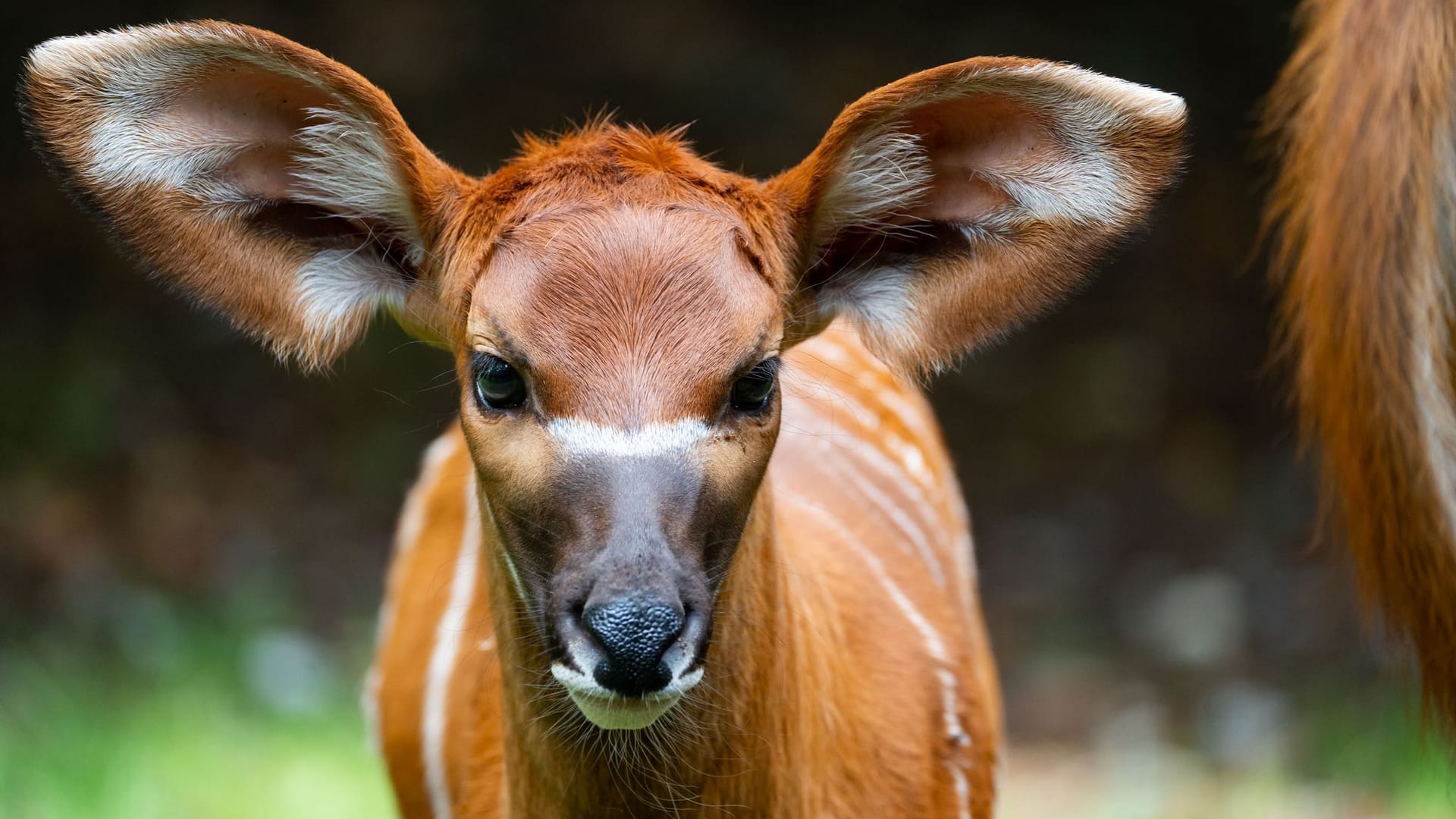 Bongo-Nachwuchs in der Wilhelma