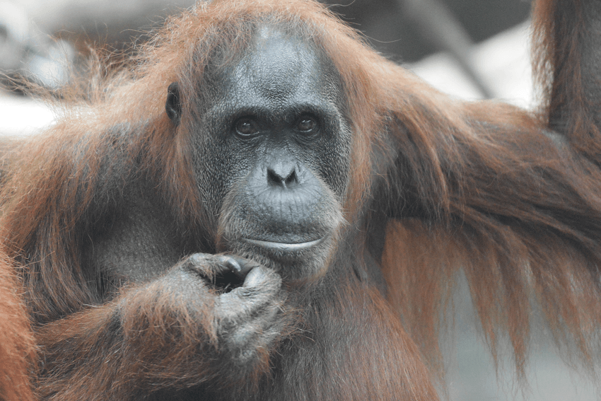 Orang-Utan (Archivbild): Die Tiere zählen zu den engsten Verwandten des Menschen.