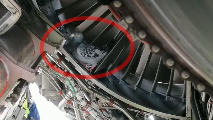 Kleiner Vogel im großen Vogel: Die Brieftaube war einem Pushback-Fahrer während der Arbeit aufgefallen.