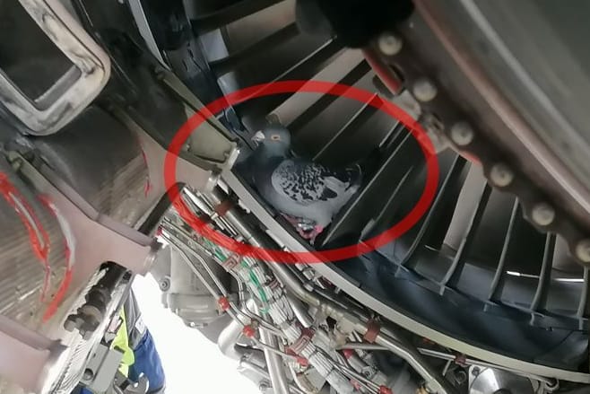 Kleiner Vogel im großen Vogel: Die Brieftaube war einem Pushback-Fahrer während der Arbeit aufgefallen.