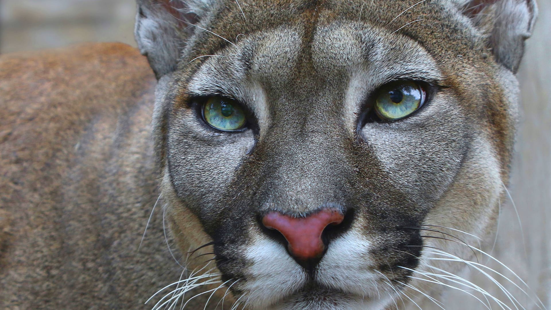 Ein Puma in freier Wildbahn (Symbolbild): Ein solches Raubtier will ein Zeuge in Braunsbedra entdeckt haben.