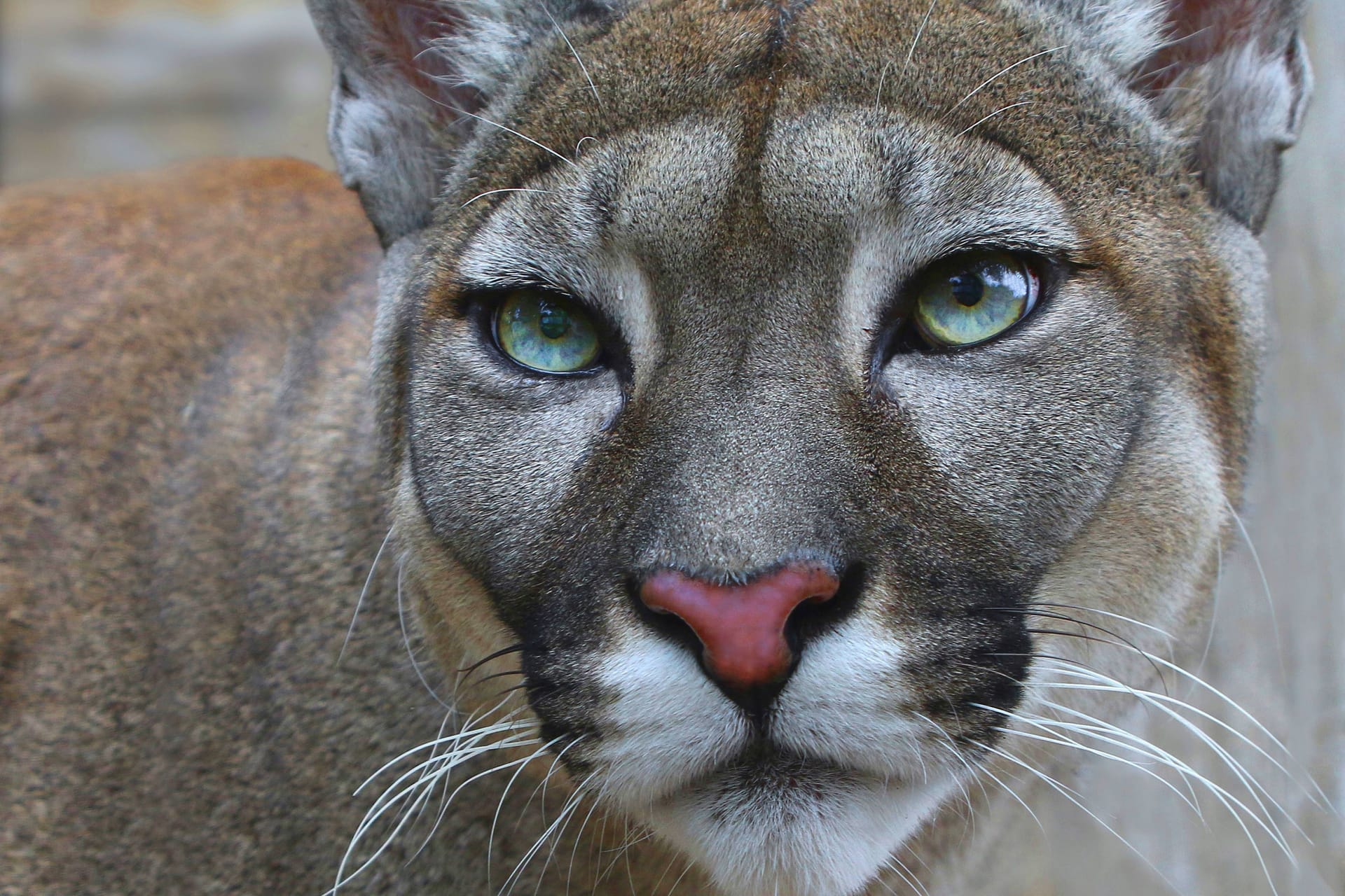 Ein Puma in freier Wildbahn (Symbolbild): Ein solches Raubtier will ein Zeuge in Braunsbedra entdeckt haben.