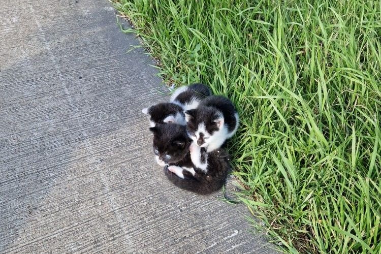 Die drei Katzenbabys wurden am Autobahndreieck Ahlhorn von Polizeibeamten in Sicherheit gebracht.
