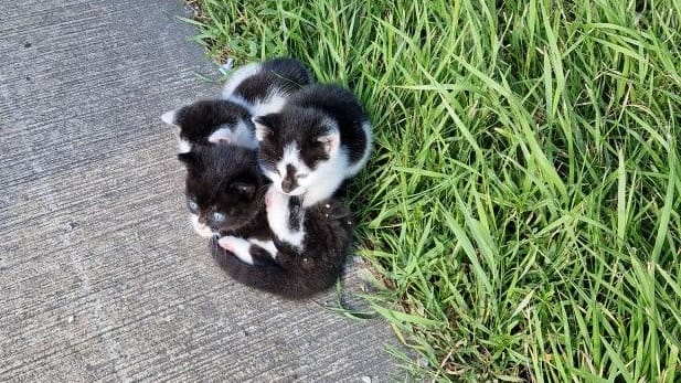 Die drei Katzenbabys wurden am Autobahndreieck Ahlhorn von Polizeibeamten in Sicherheit gebracht.