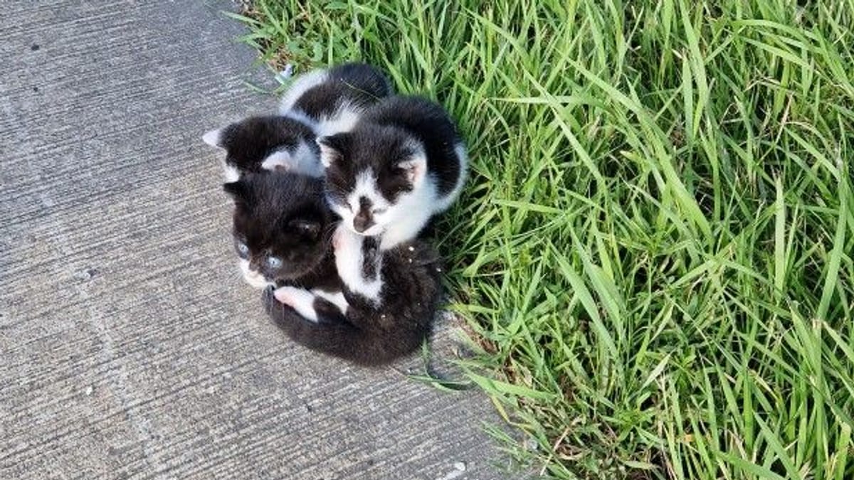 A1 bei Ahlhorn: Unbekannte werfen Katzenbabys aus fahrendem Auto