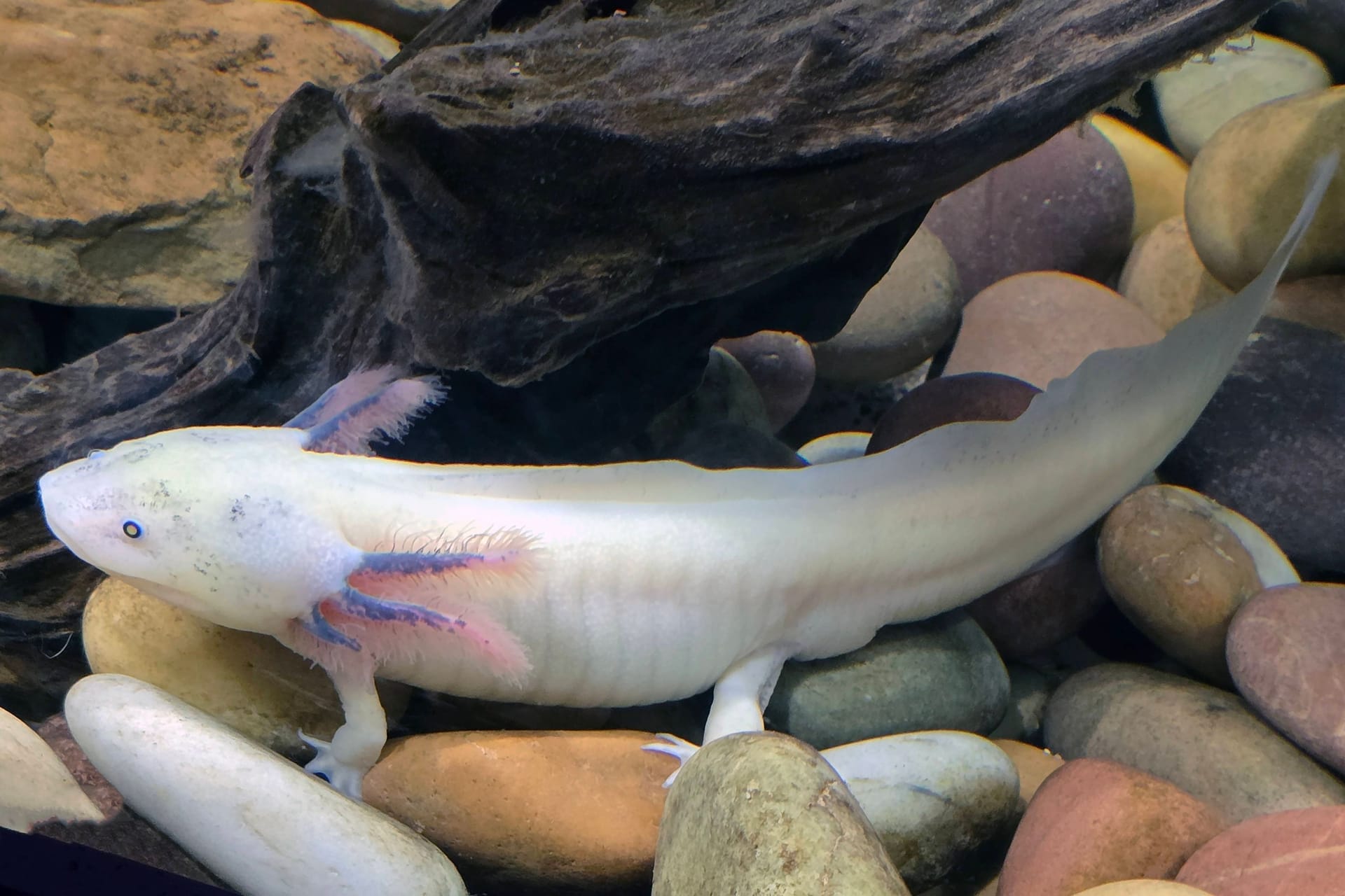 Ein Axolotl in einem Aquarium (Symbolbild): Auf ihrer Schleimhaut befinden sich Moleküle, die für die Medizin von Interesse sind.