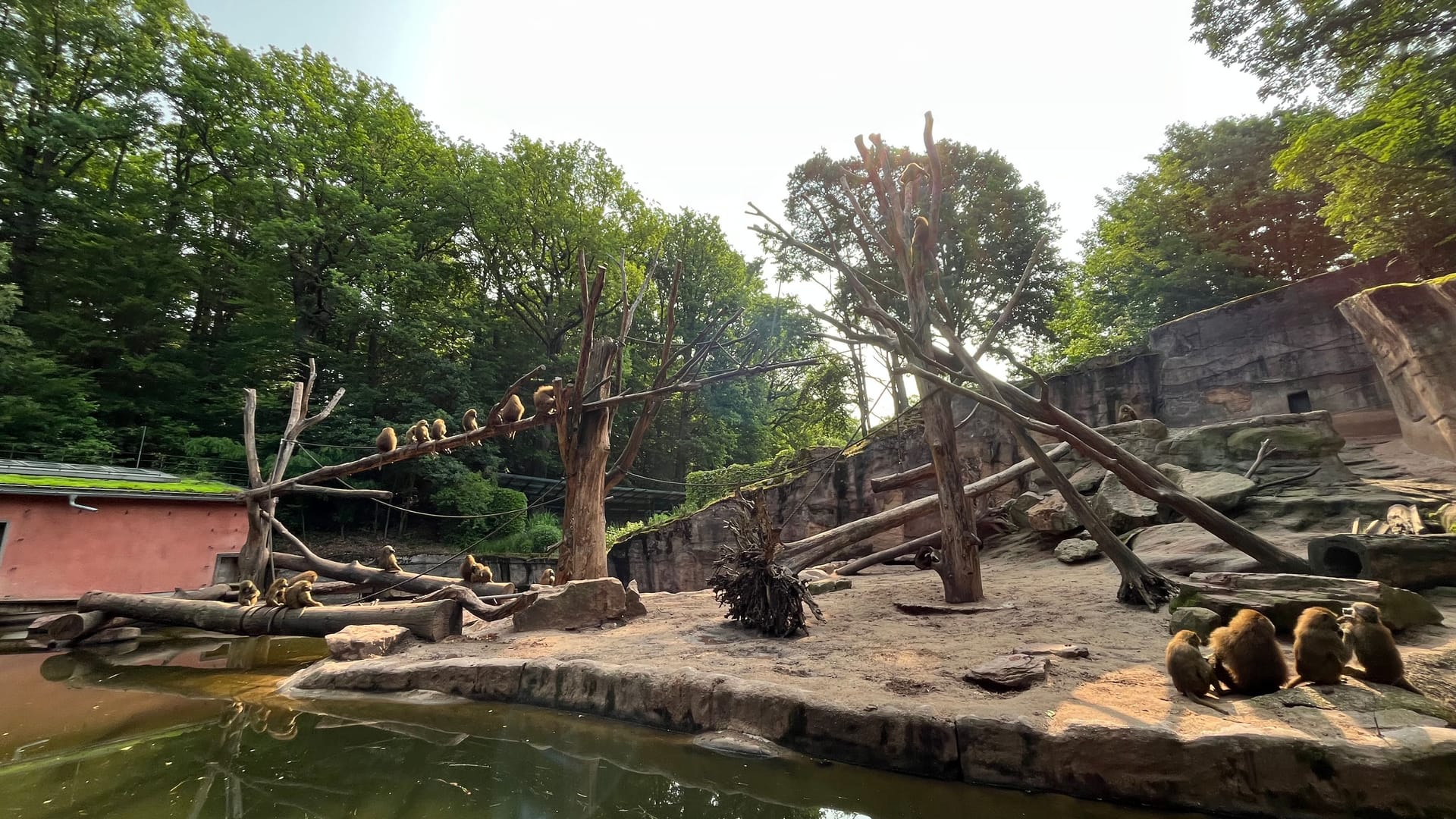 Im Affengehege ist was los – zu viel, weshalb der Tiergarten Nürnberg eine drastische Lösung in Erwägung zieht. Im Affengehege ist was los – zu viel, weshalb der Tiergarten Nürnberg eine drastische Lösung in Erwägung zieht.