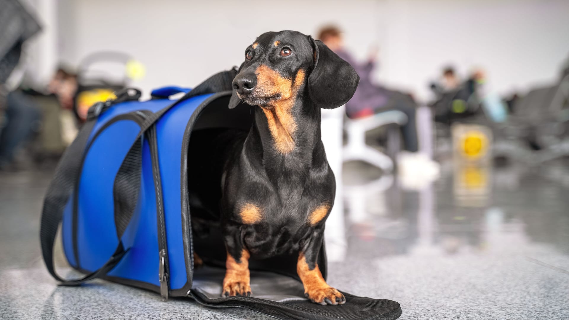 Dackel am Flughafen: Kleine Hunde dürfen im Passagierraum des Fluguzeugs mitreisen.