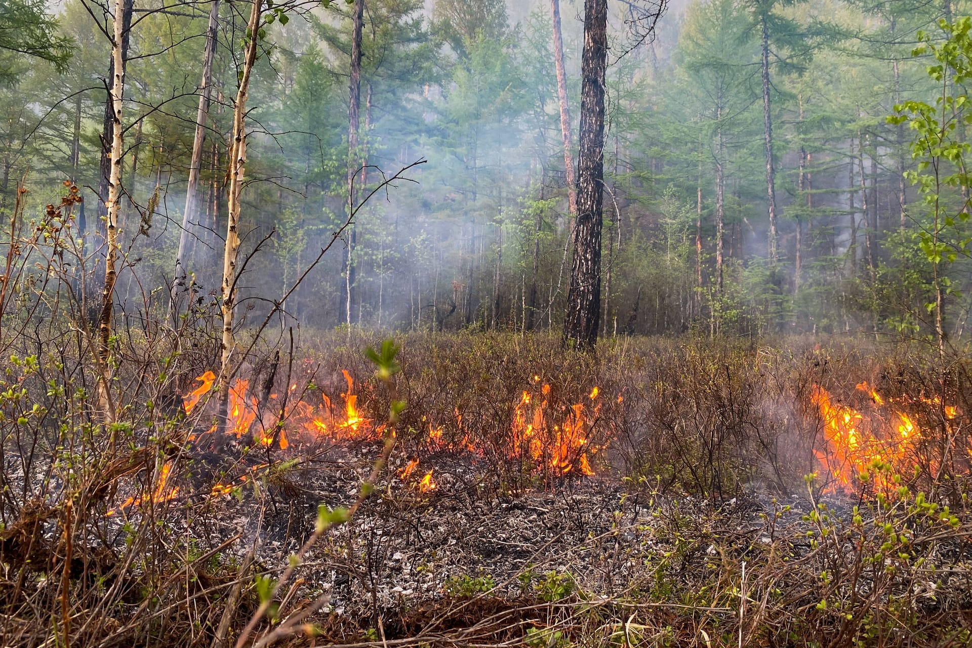 Feuer in einem Wald (Archivbild):