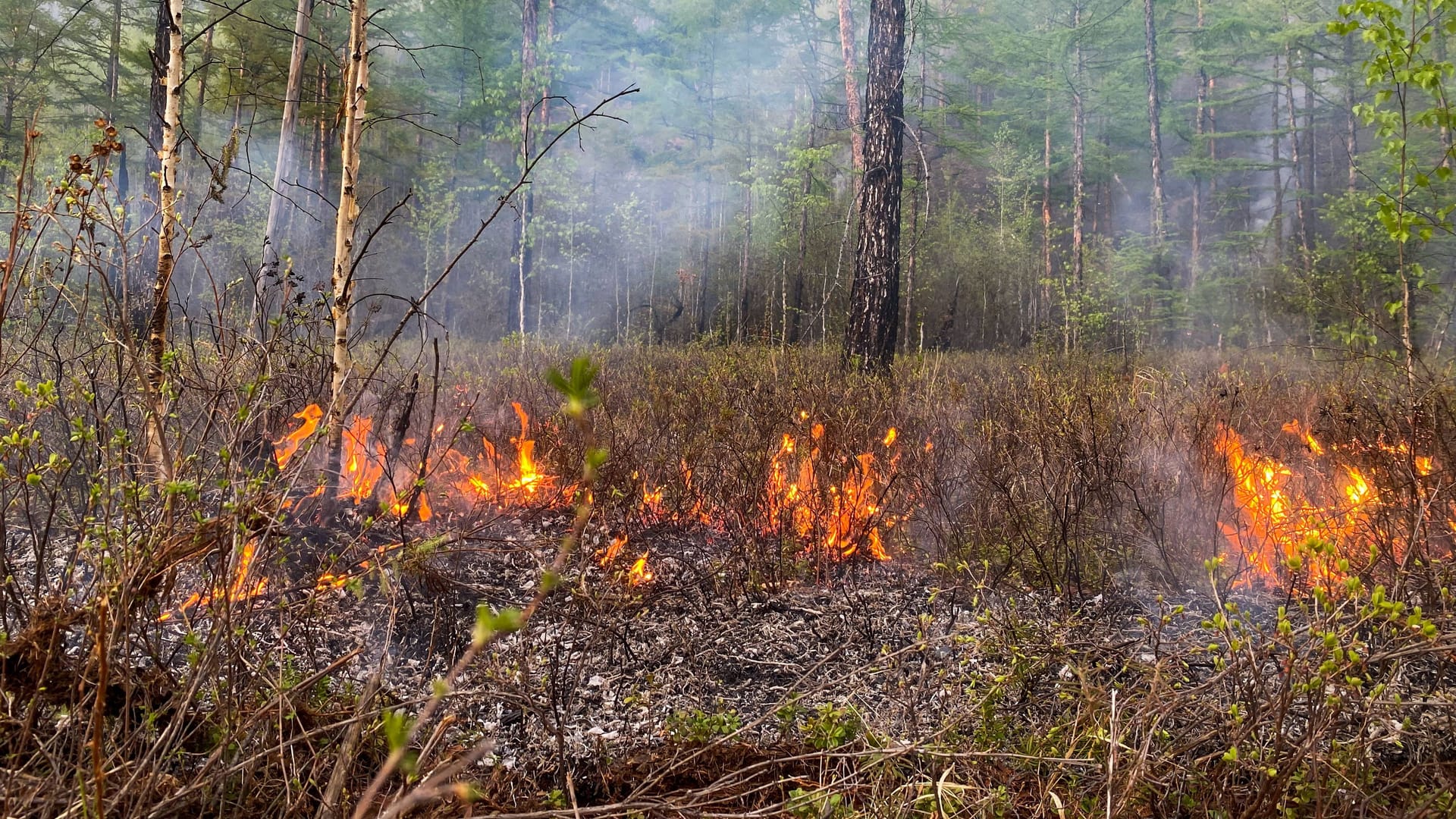 Feuer in einem Wald (Archivbild): Feuer in einem Wald (Archivbild):
