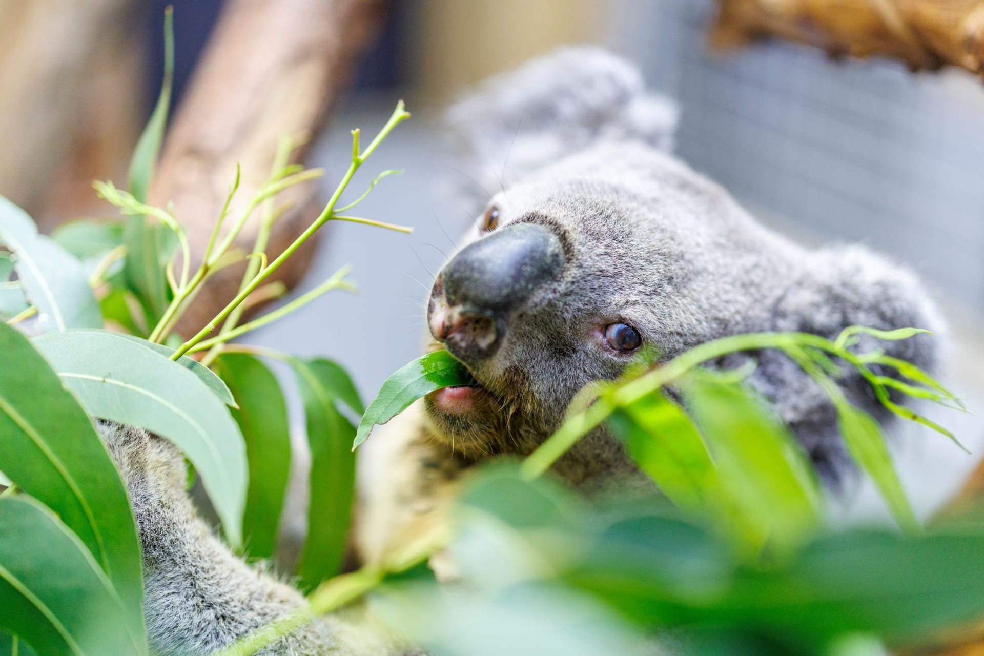 Koala Irwin im Duisburger Zoo