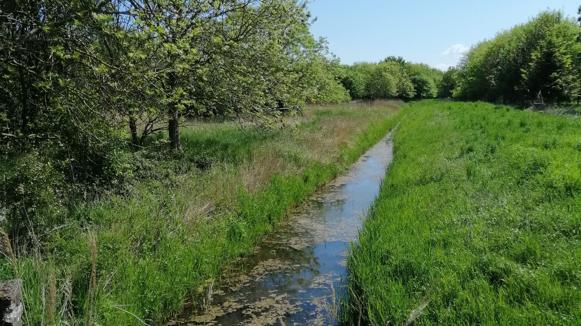 Unterwegs im Naturschutzgebiet Schwansener See: Von Schönhagen aus kann der Wanderer in einer dreiviertel Stunde auf breiten Wegen oder auf einem gewundenen Pfad an der Steilküste das Naturschutzgebiet erreichen.