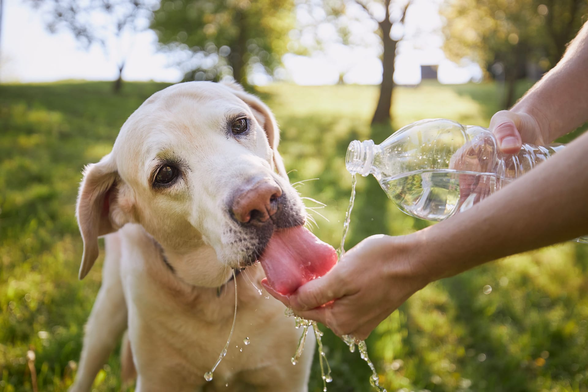 An heißen Tagen: Auch Hunde müssen dann viel Wasser trinken.