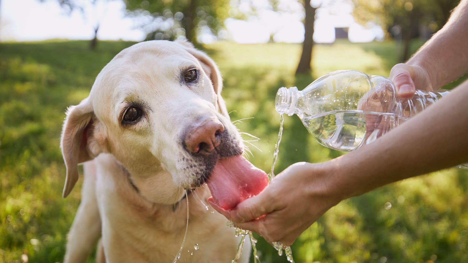 An heißen Tagen: Auch Hunde müssen dann viel Wasser trinken. An heißen Tagen: Auch Hunde müssen dann viel Wasser trinken.