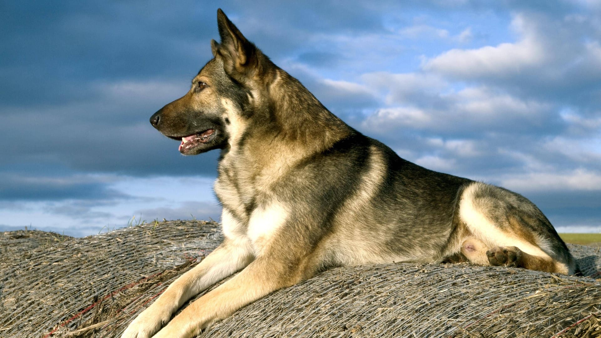 Schäferhund (Symbolbild): Hündin Bella ist quirlig und verspielt. Schäferhund (Symbolbild): Hündin Bella ist quirlig und verspielt.