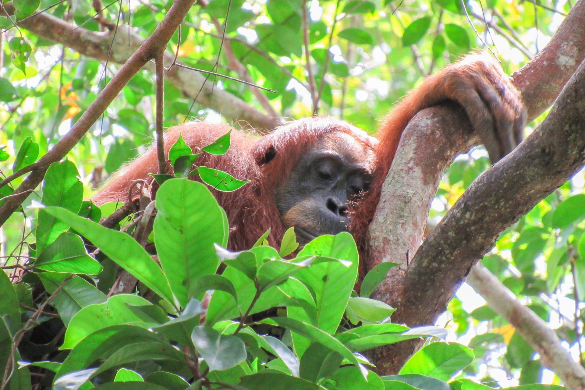 Orang Utan schläft in den Baumwipfeln