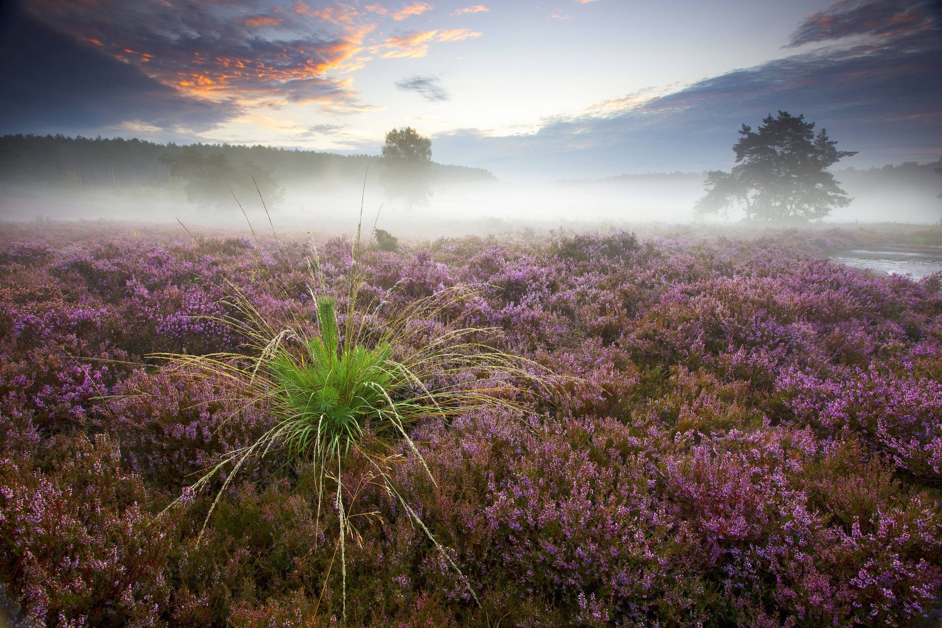 Die Heide: Die Landschaft ist vielfältig.