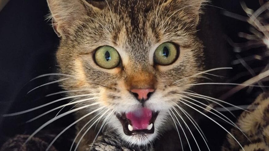 Bambi bei der Tierhilfe Wolfsburg: Die Katze ist zwei Jahre alt.