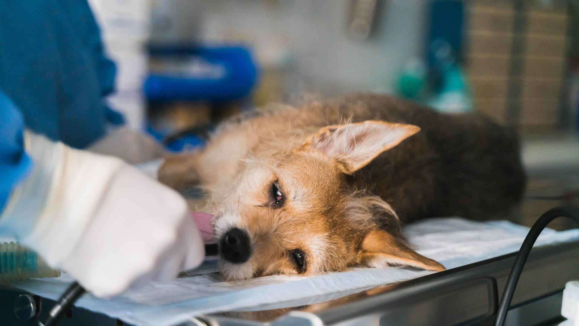 Ein Hund liegt bei einem Tierarzt auf dem Behandlungstisch (Symbolbild): Das Tierheim Dellbrück hat einen verletzten Rüde aus Rumänien aufgenommen.
