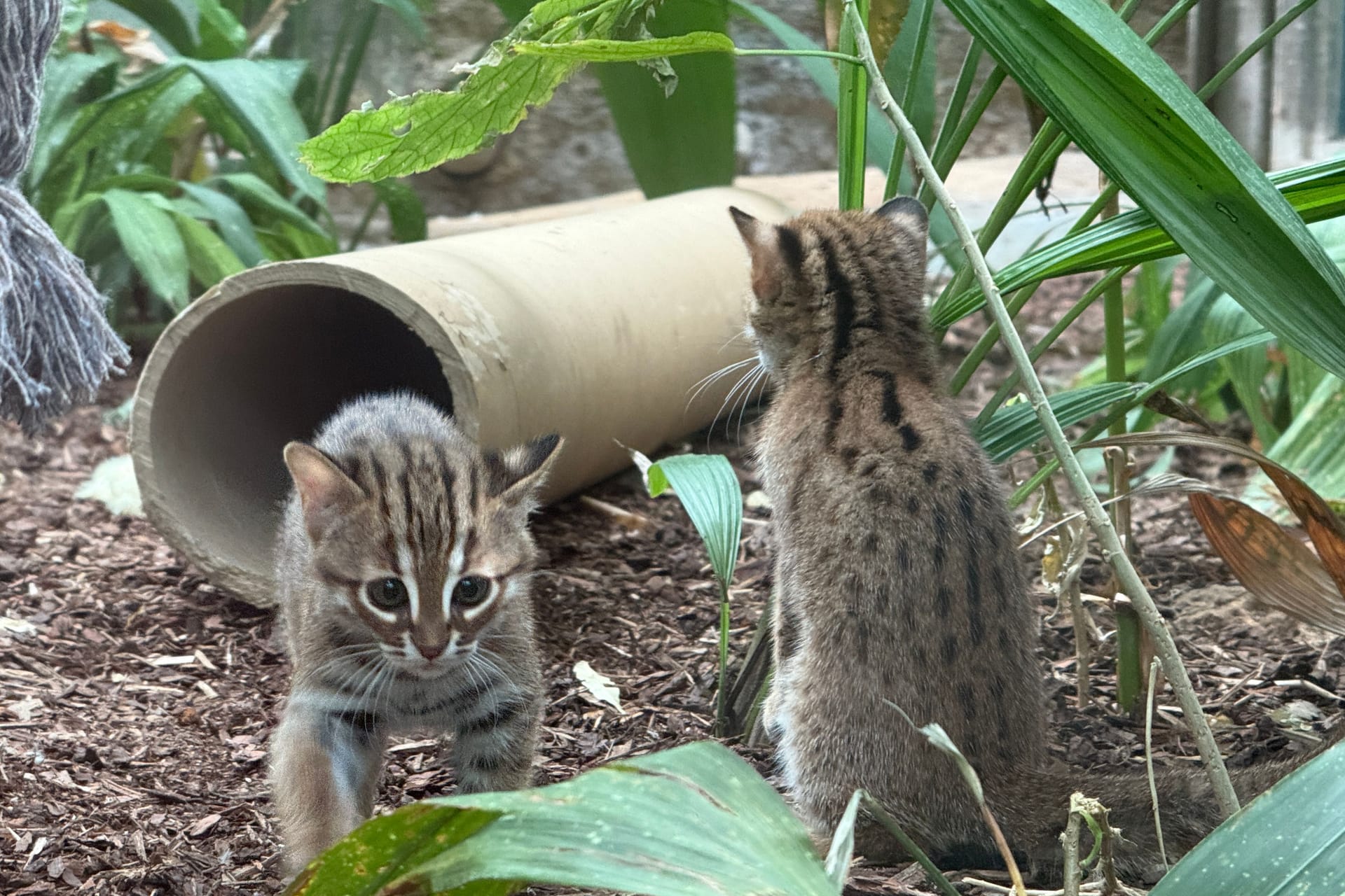 Die Rostkatzen-Jungtiere tapsen durch ihr Gehege im Frankfurter Zoo.