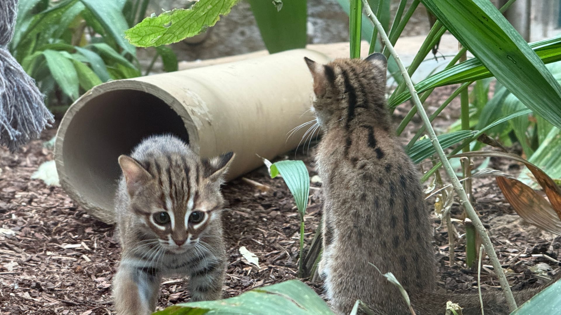 Die Rostkatzen-Jungtiere tapsen durch ihr Gehege im Frankfurter Zoo.