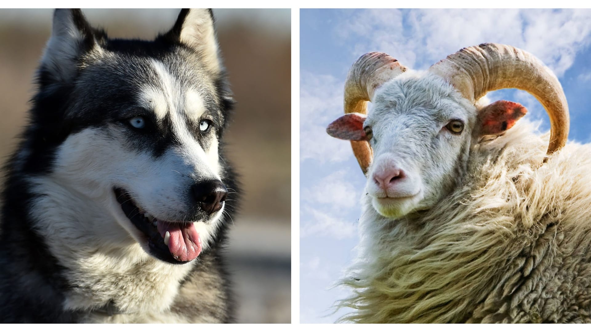 Ein Hund und ein Schaf (Montage): Anfang Mai mussten zwei Schafe nach einer Hunde-Attacke auf die Herde, die in Riehl graste, getötet werden. Ein Hund und ein Schaf (Montage): Anfang Mai mussten zwei Schafe nach einer Hunde-Attacke auf die Herde, die in Riehl graste, getötet werden.