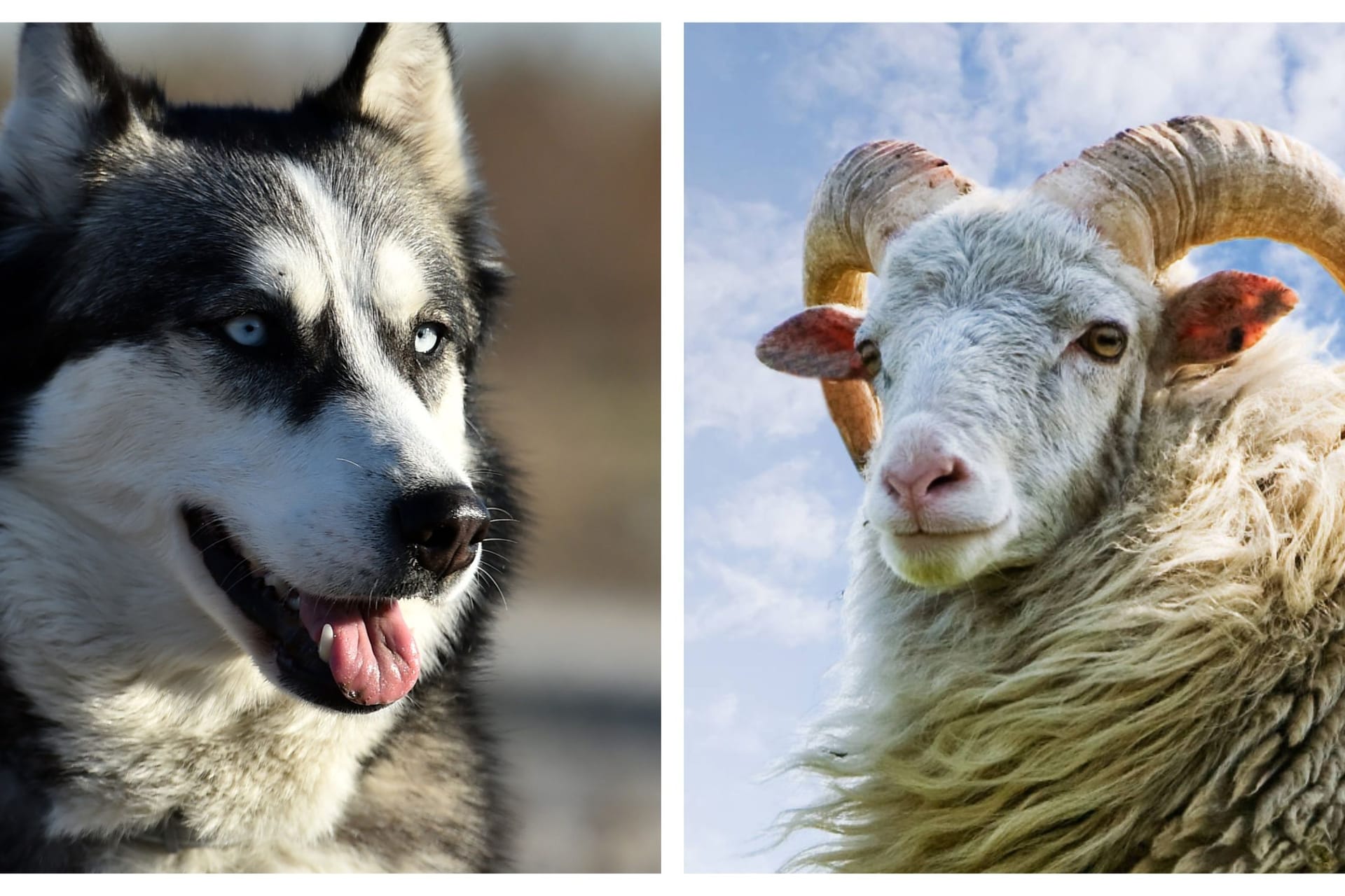 Ein Hund und ein Schaf (Montage): Anfang Mai mussten zwei Schafe nach einer Hunde-Attacke auf die Herde, die in Riehl graste, getötet werden.