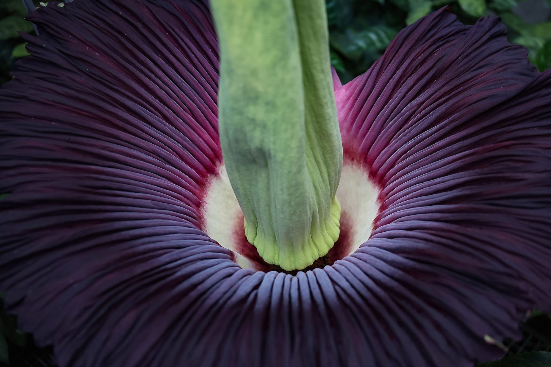 Titanwurzblüte