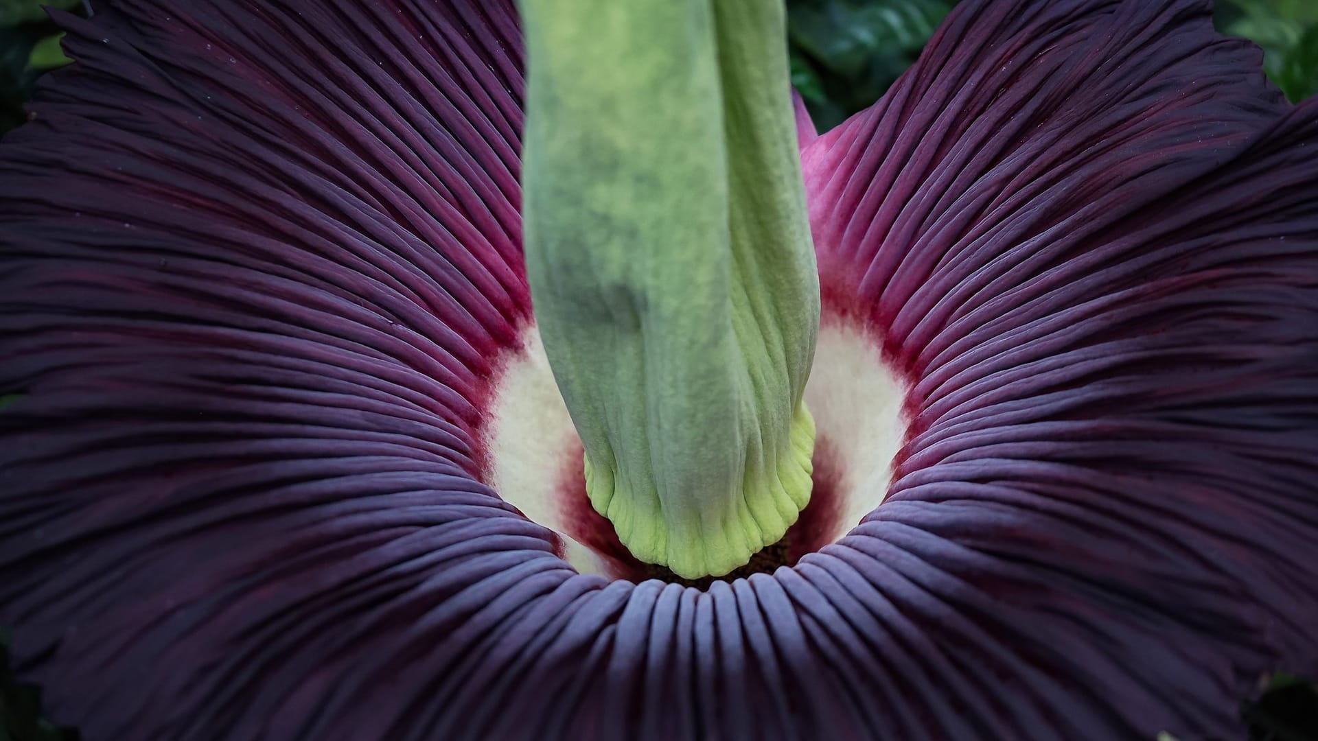 Titanwurzblüte Titanwurzblüte