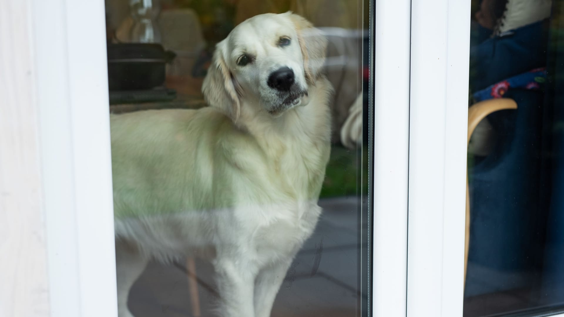 Golden retriever dog looking through window