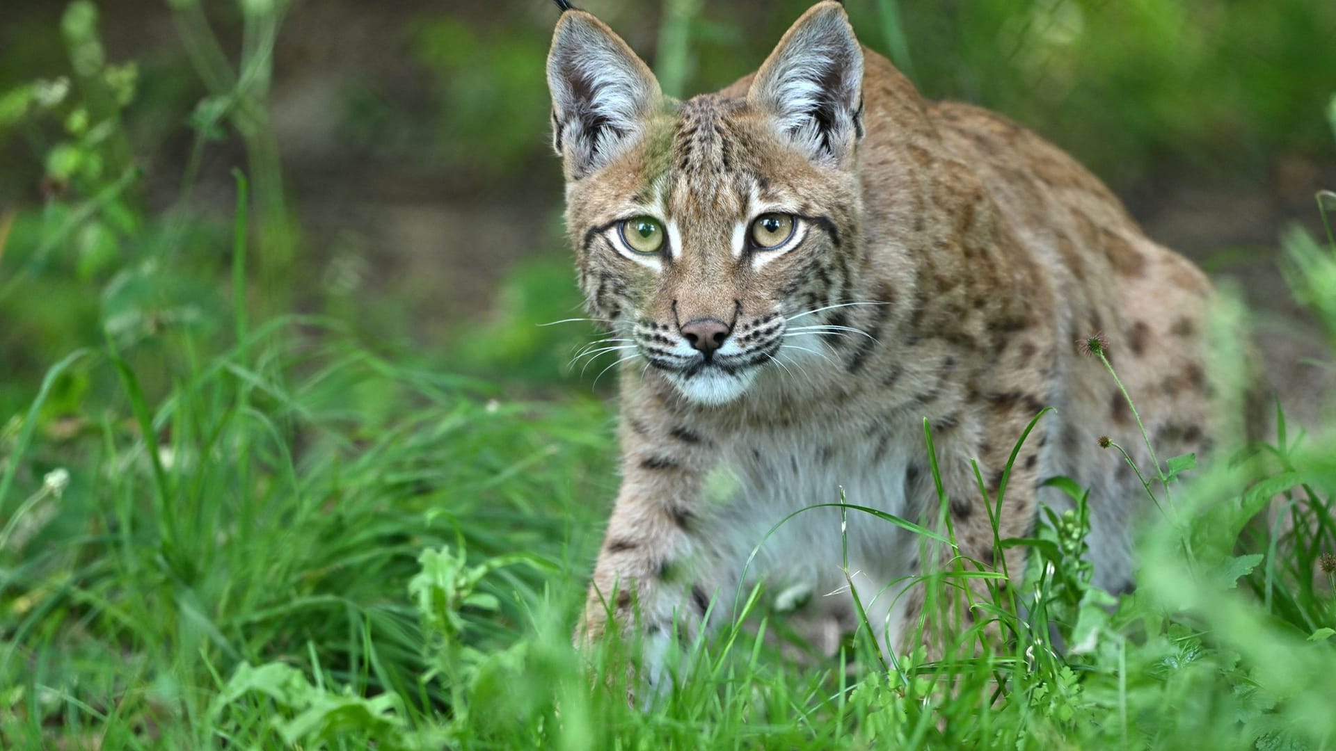 Luchs Luchs