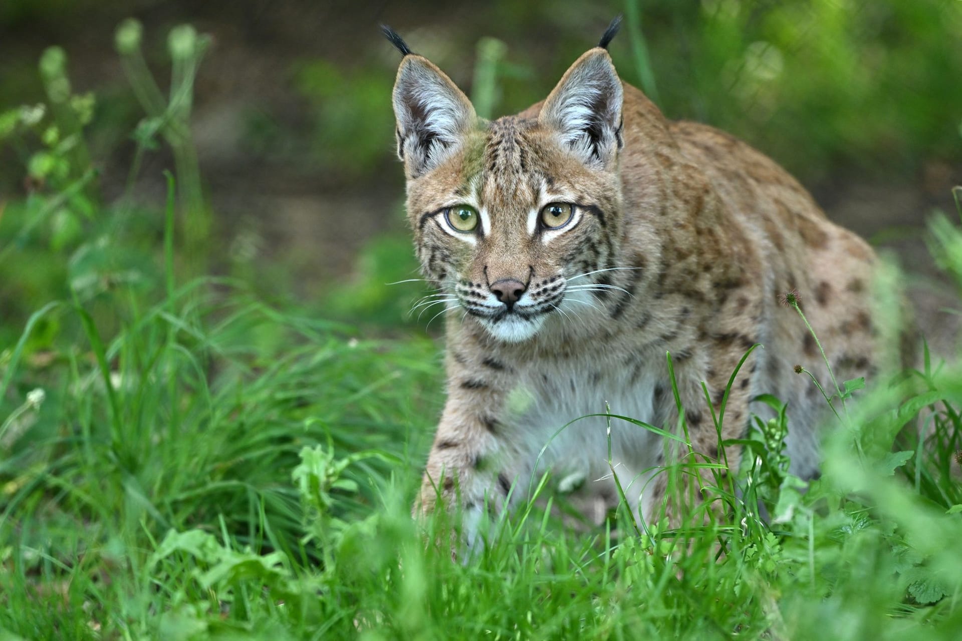 Luchs