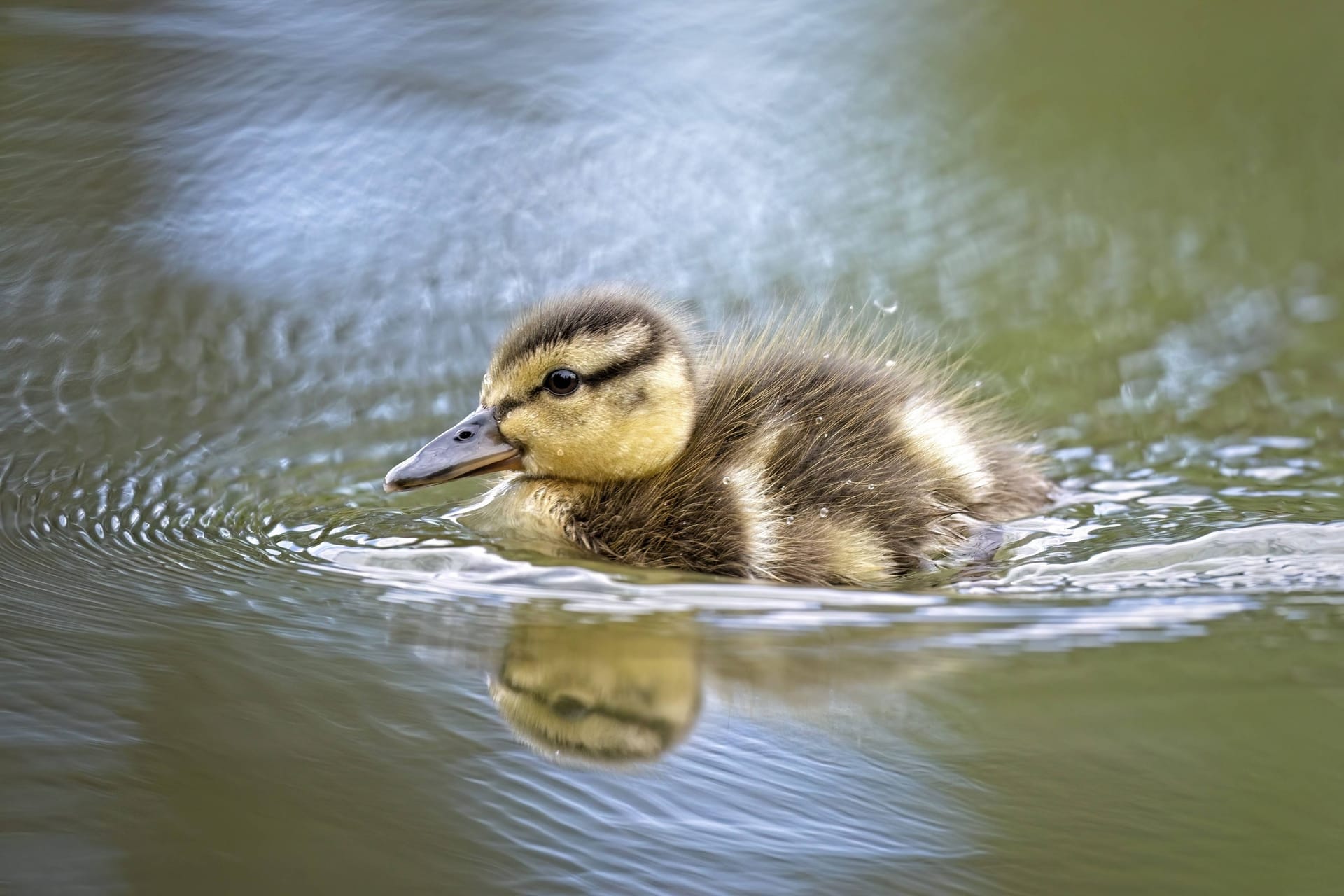 Kleine Ente (Symbolbild): Die Feuerwehr rettete die Tiere vor dem sicheren Tod.