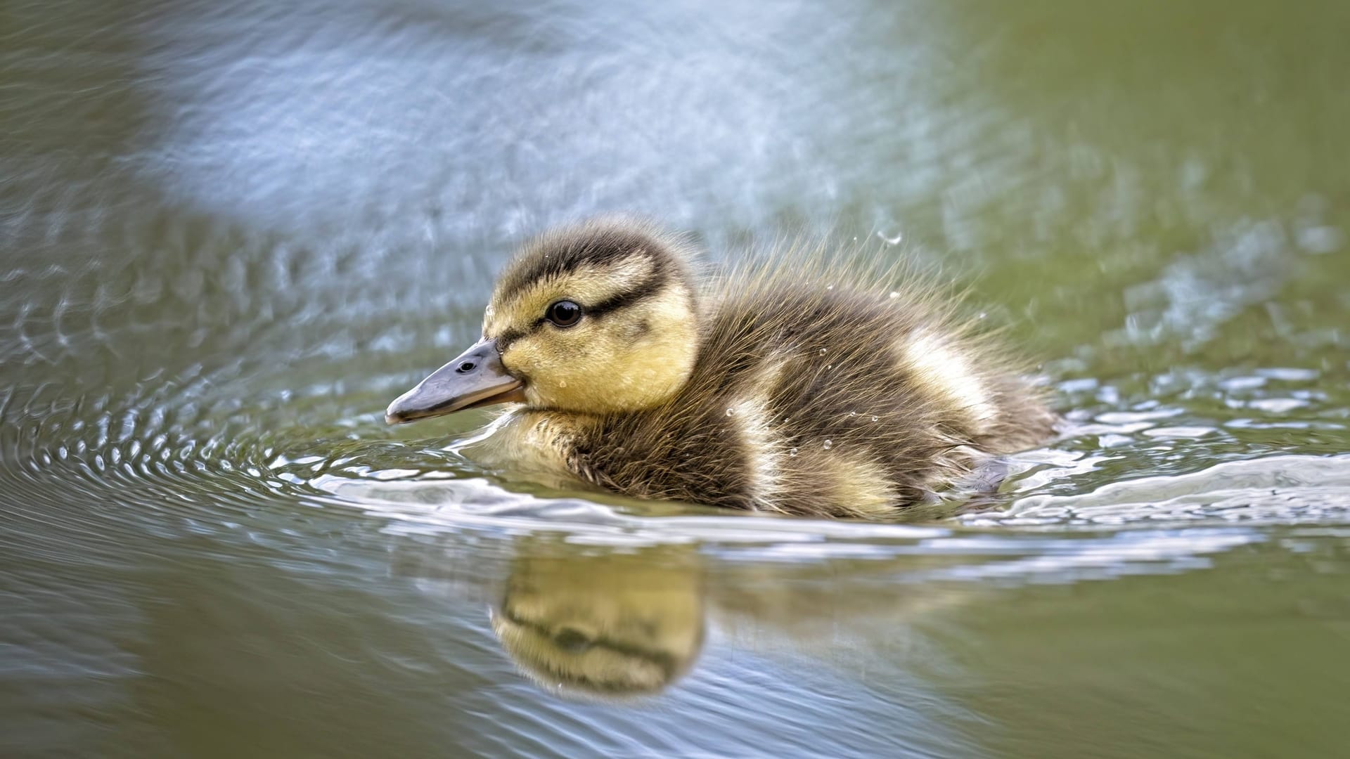 Kleine Ente (Symbolbild): Die Feuerwehr rettete die Tiere vor dem sicheren Tod. Kleine Ente (Symbolbild): Die Feuerwehr rettete die Tiere vor dem sicheren Tod.