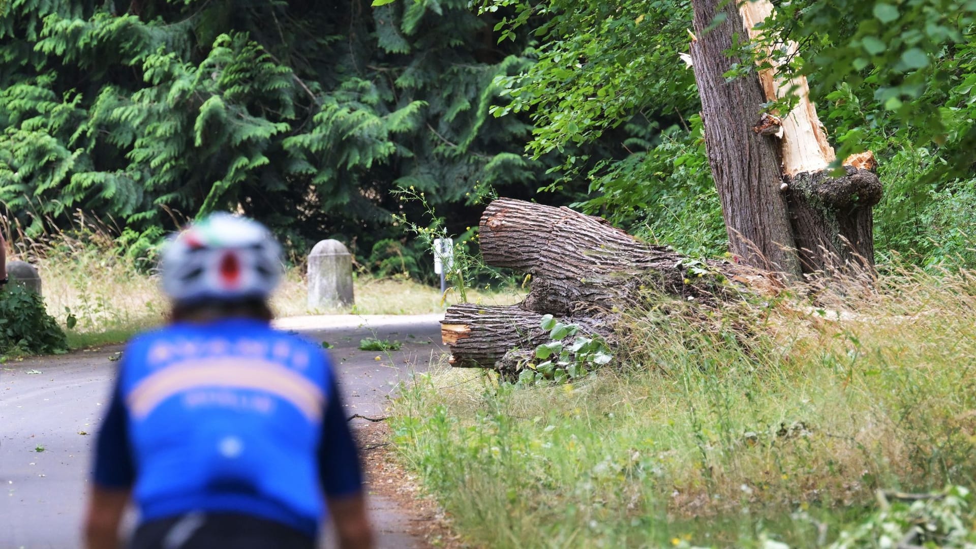Potsdam: Ein Radfahrer fährt auf einem Weg im Neuen Garten des Schlossparks Sanssouci. Potsdam: Ein Radfahrer fährt auf einem Weg im Neuen Garten des Schlossparks Sanssouci.