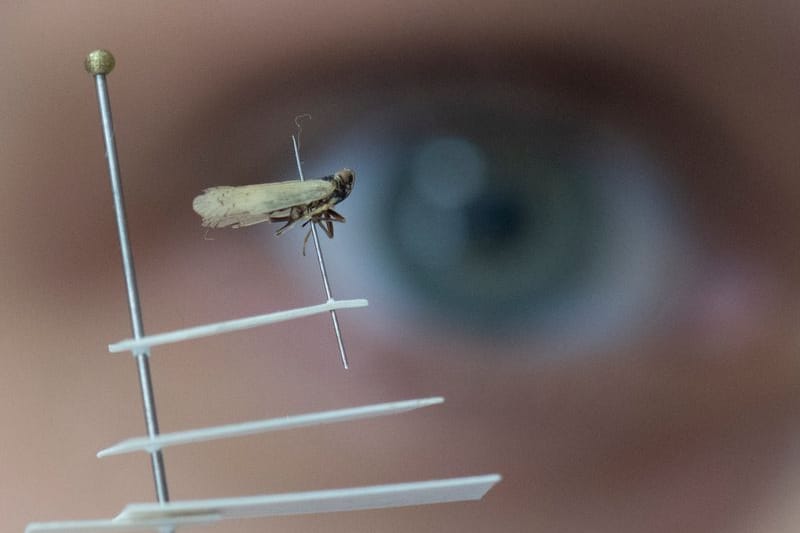 Winzig kleine Schilf-Glasflügelzikaden zeigt eine Mitarbeiterin des Hessischen Pflanzenschutzdienstes in einem Speziallabor: Die Insekten breiten sich nach Erkenntnissen von Wissenschaftlern immer weiter aus.